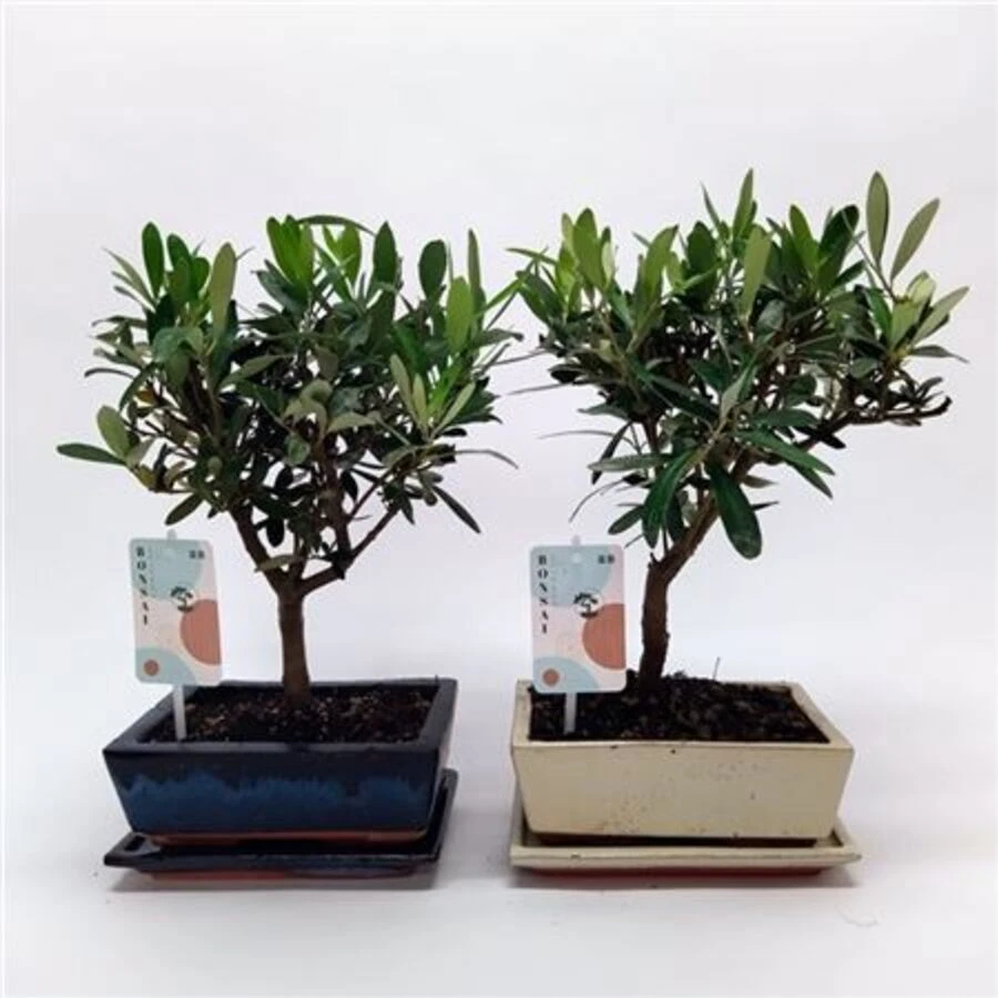 Бонсай Олива Традиционный Bonsai Olea Traditional