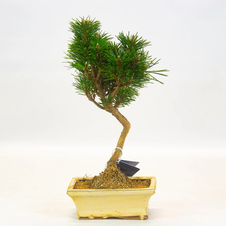 Бонсай Пинус Bonsai Pinus