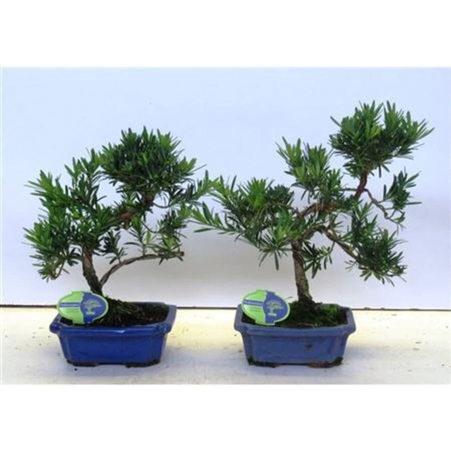 Бонсай Подокарпус Макрофиллус Шейп Bonsai Podocarpus Macrophyllus Shape