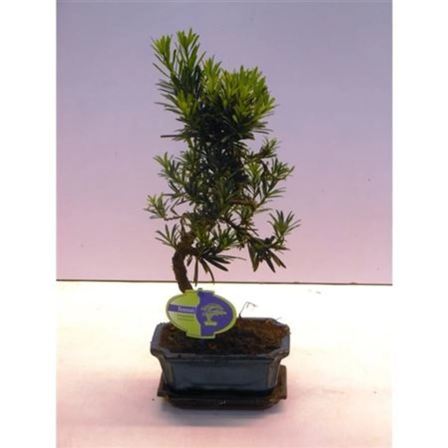 Бонсай Подокарпус Макрофиллус Bonsai Podocarpus Macrophyllus