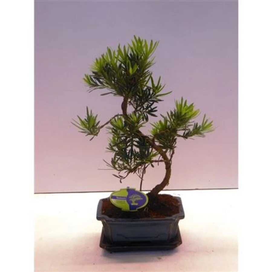 Бонсай Подокарпус Шейп Bonsai Podocarpus Shape