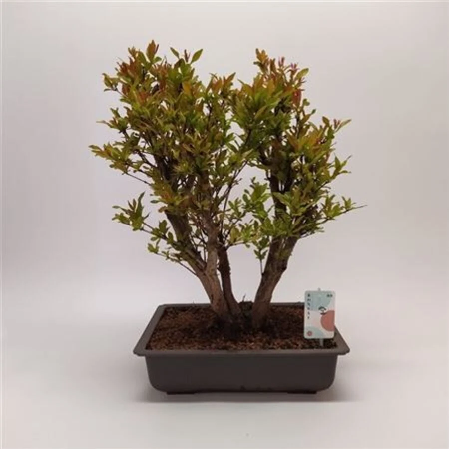 Бонсай Пуника Bonsai Punica