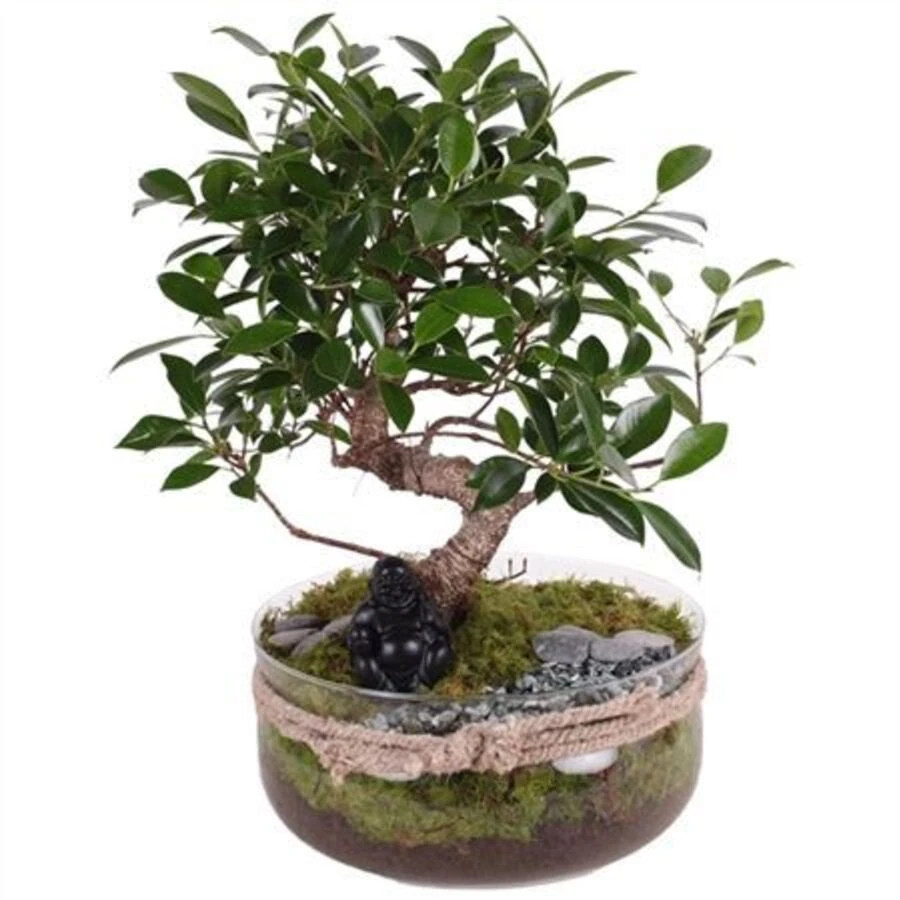 Бонсай S-образный Микс в вазе Bonsai S-shape Mixed In Vase With Rope