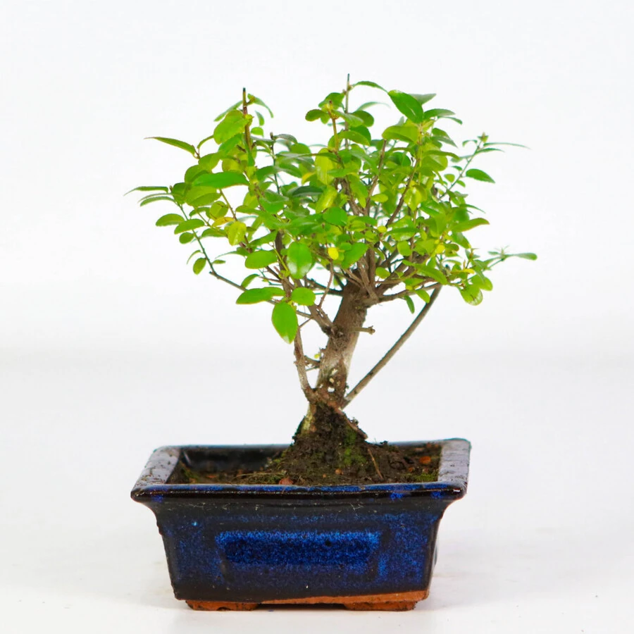 Бонсай Сагеретия Bonsai Sageretia