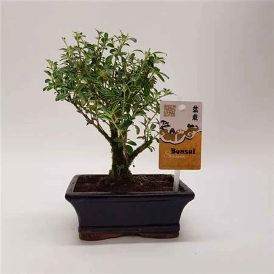  Бонсай Серисса Вариегата Bonsai Serissa Variegata