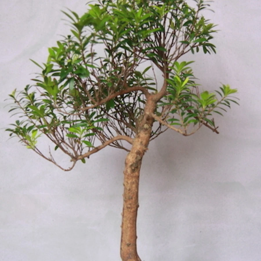 Бонсай Сизигиум Буксифолиум Bonsai Syzygium Buxifolium