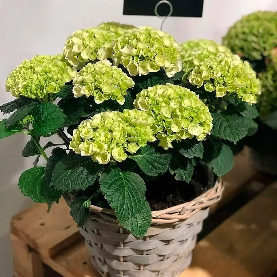 Гортензия крупнолистная Кристал Палас Hydrangea Ma Crystal Palace