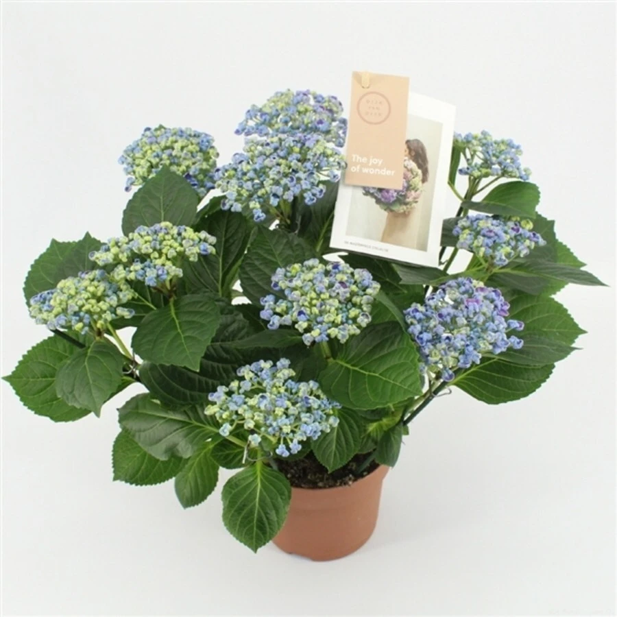 Гортензия крупнолистная Курли Вурли Блю Hydrangea Ma Curly Wurly Blue