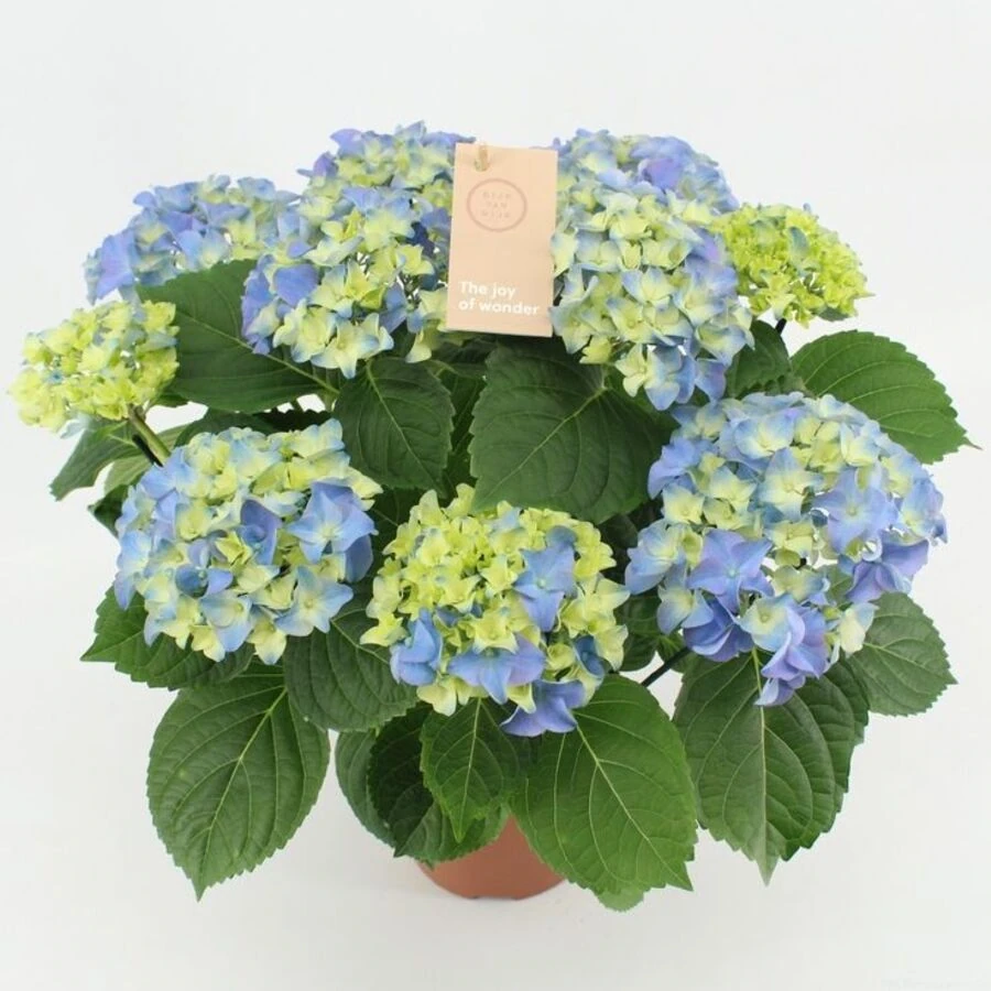 Гортензия крупнолистная Орли Блю Hydrangea Ma Early Blue