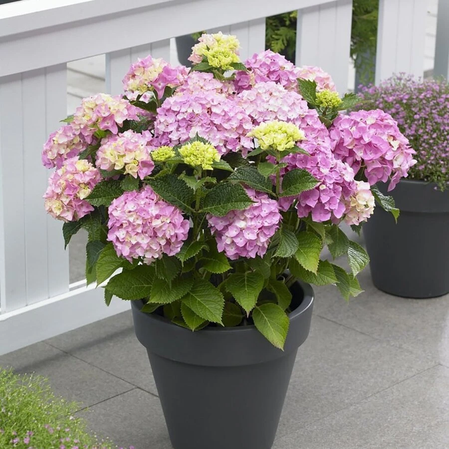 Гортензия крупнолистная Орли Пинк Hydrangea Ma Early Pink