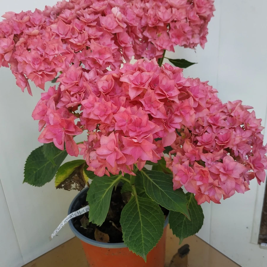 Гортензия крупнолистная  Фэнси Хот  Пинк Hydrangea Ma Fancy Hot Pink