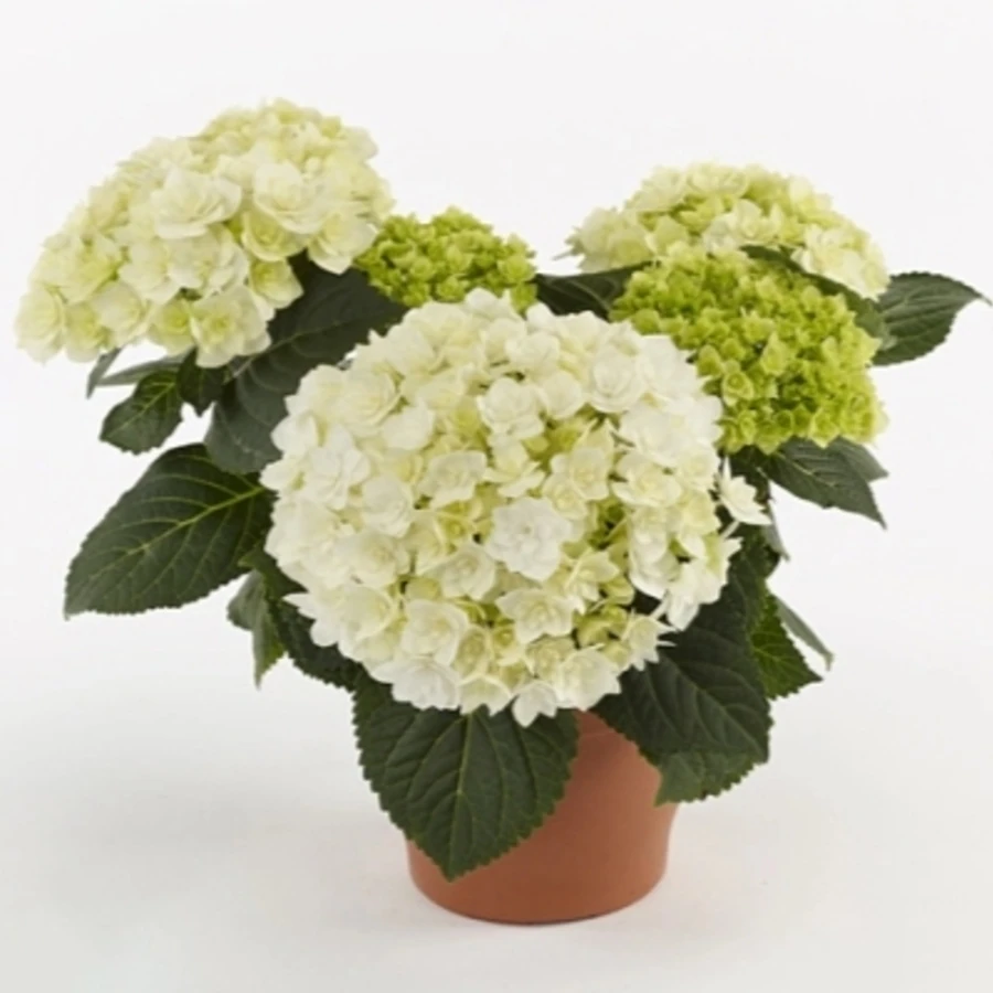 Гортензия крупнолистная Флоренция Hydrangea Ma Florencia