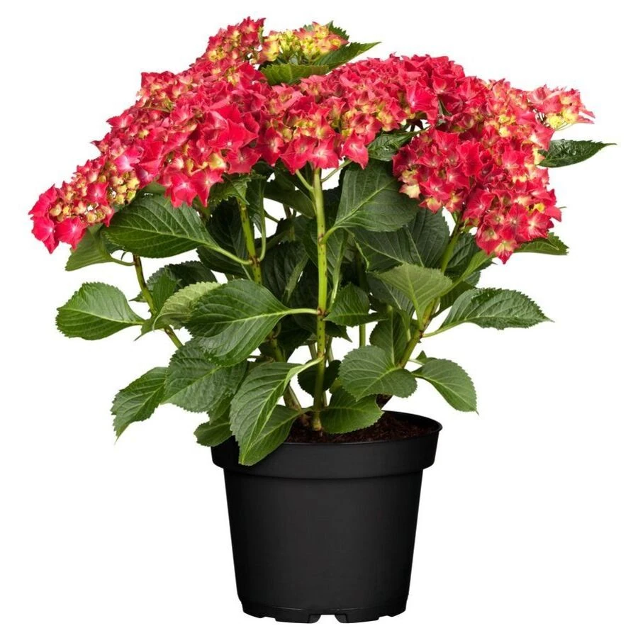 Гортензия крупнолистная Хот Ред Hydrangea Ma Hot Red