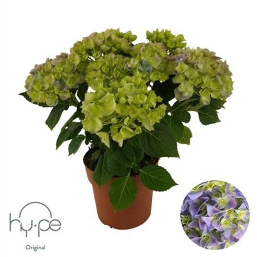 Гортензия крупнолистная Лайт Блю Hydrangea Ma Light Blue