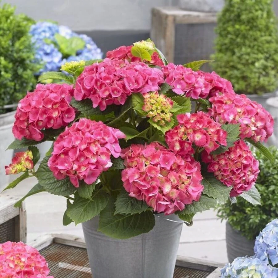 Гортензия крупнолистная Лайт Пинк Hydrangea Ma Light Pink