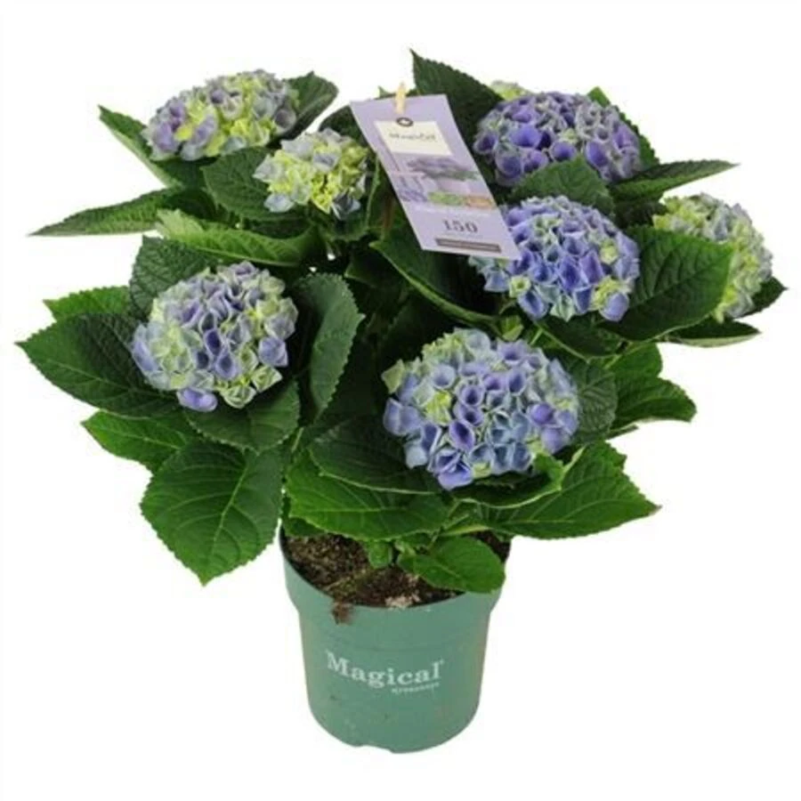  Гортензия крупнолистная Маджикал Эволюшн Hydrangea Ma Magical Evolution Blue