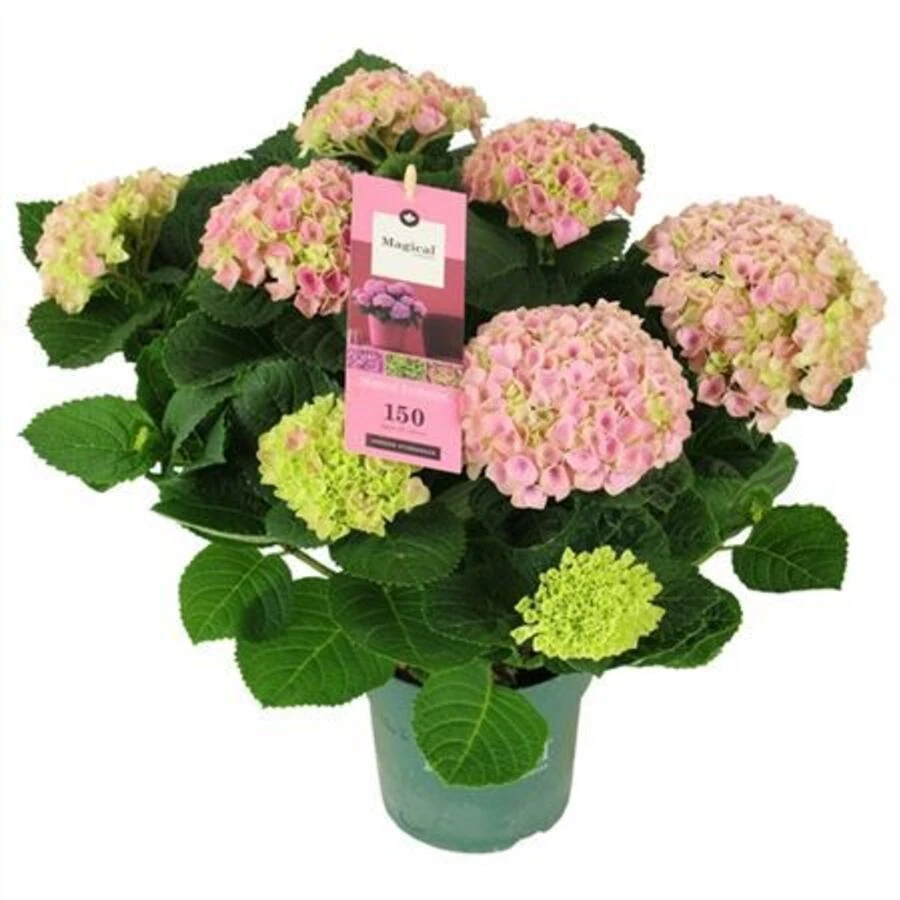 Гортензия крупнолистная Маджикал Эволюшн Пинк Hydrangea Ma Magical Evolution Pink 