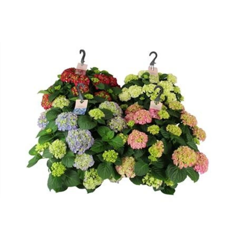 Гортензия крупнолистная Микс подвесная Hydrangea Ma Mix Hanging Pot