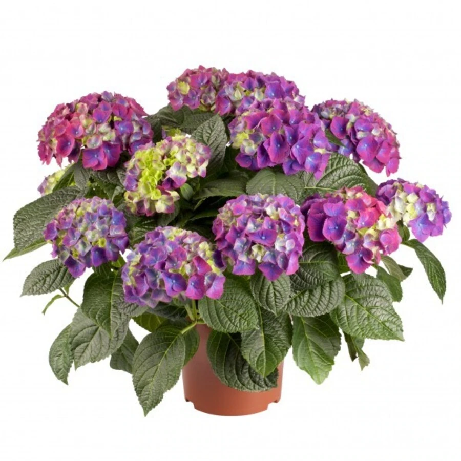 Гортензия крупнолистная Нинбо Hydrangea Ma Ningbo