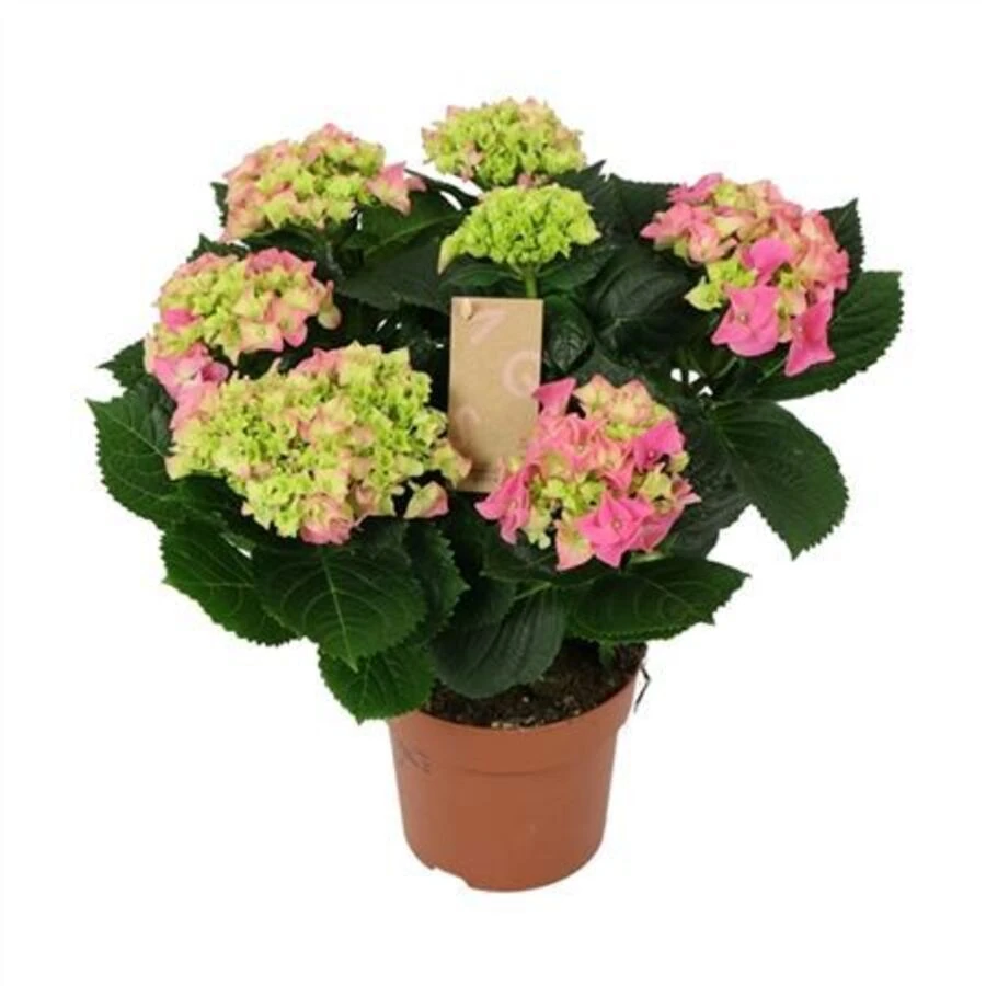 Гортензия крупнолистная Пинк Hydrangea Ma Pink