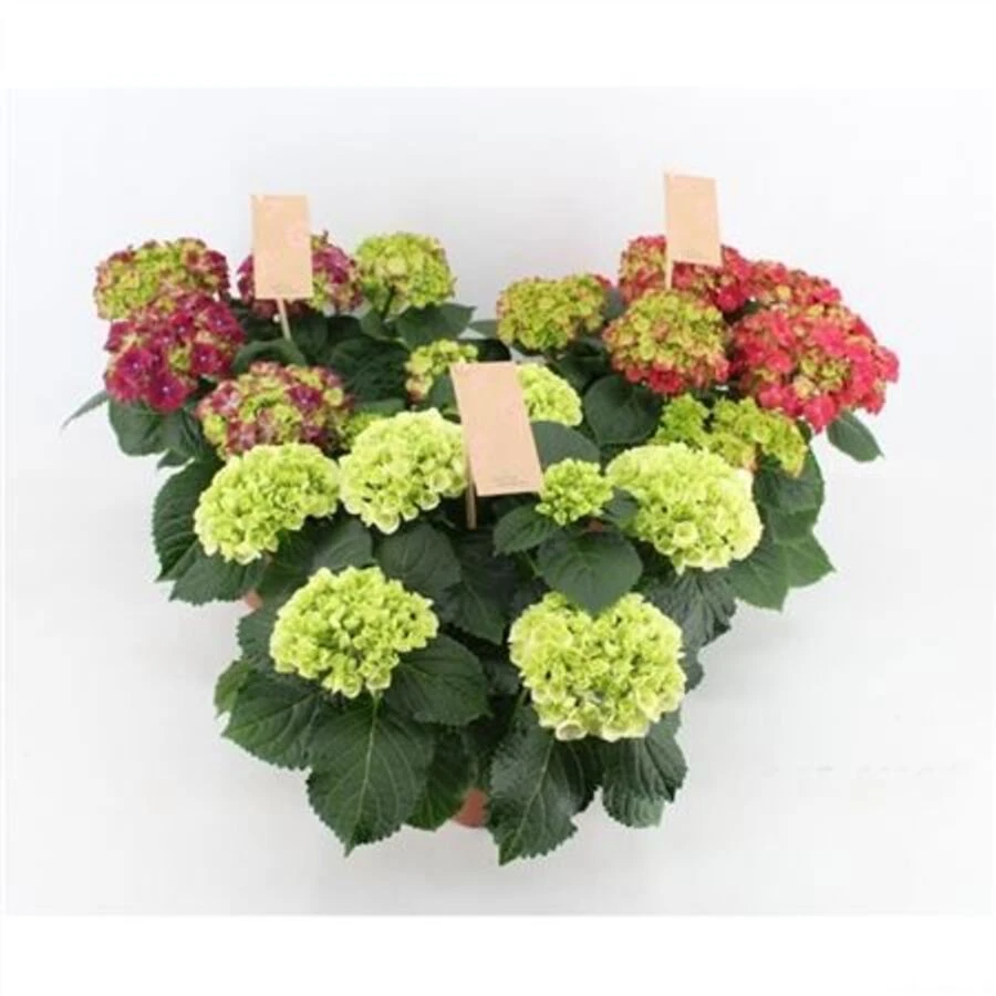 Гортензия крупнолистная Пью Микс Hydrangea Ma Pure Mix