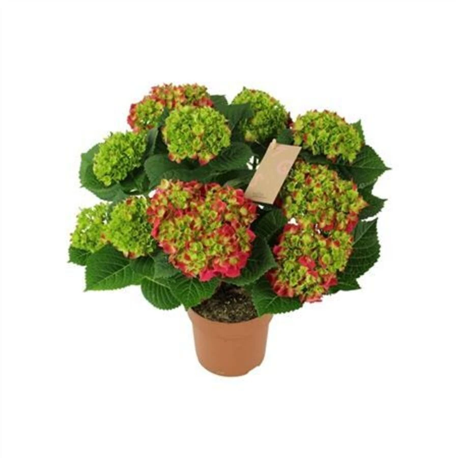 Гортензия крупнолистная Ред Hydrangea Ma Red 