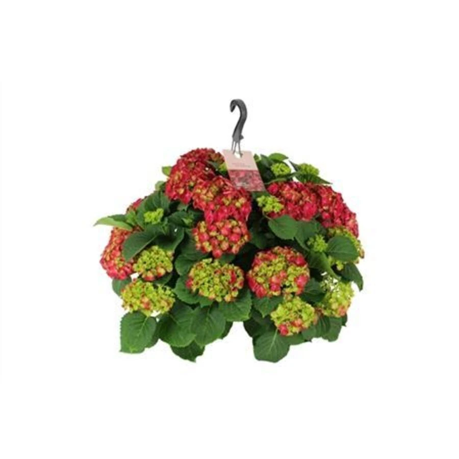 Гортензия крупнолистная подвесная Hydrangea Ma Red Hanging Pot 