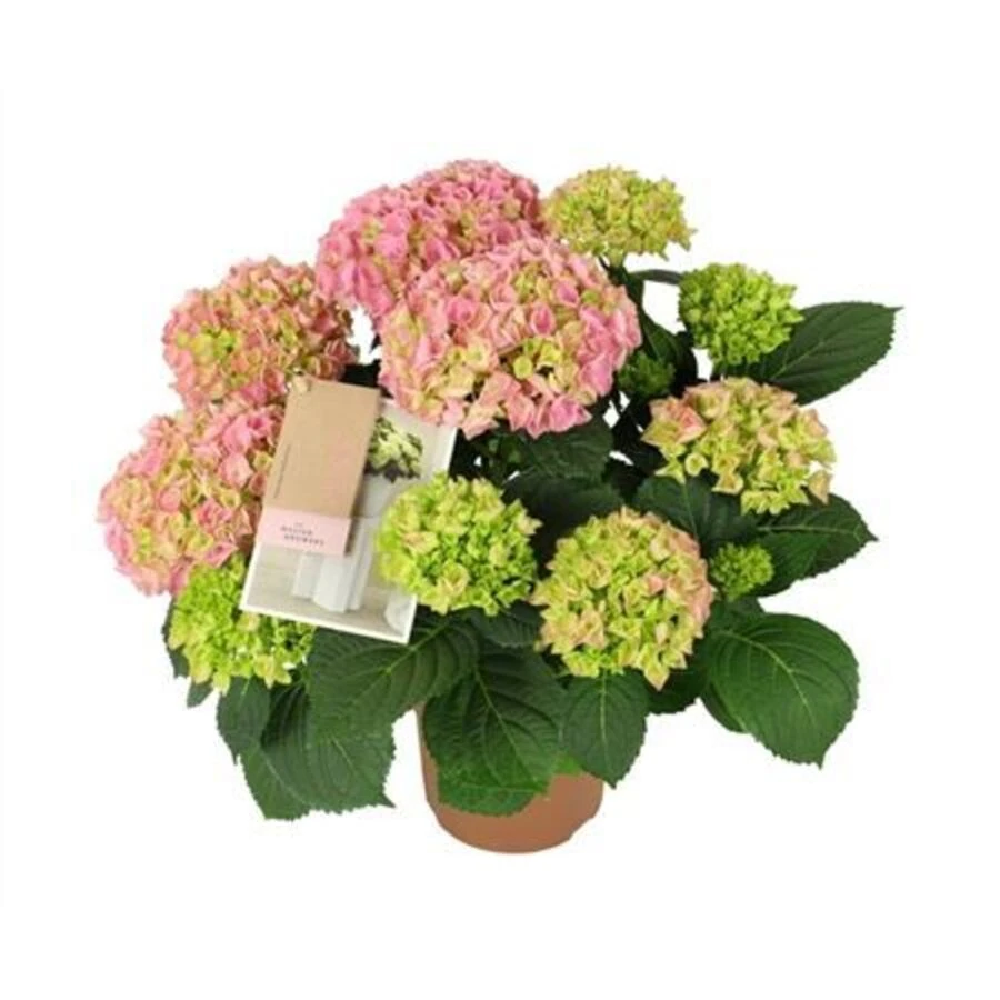 Гортензия крупнолистная Ривер Пинк Hydrangea Ma River Pink 