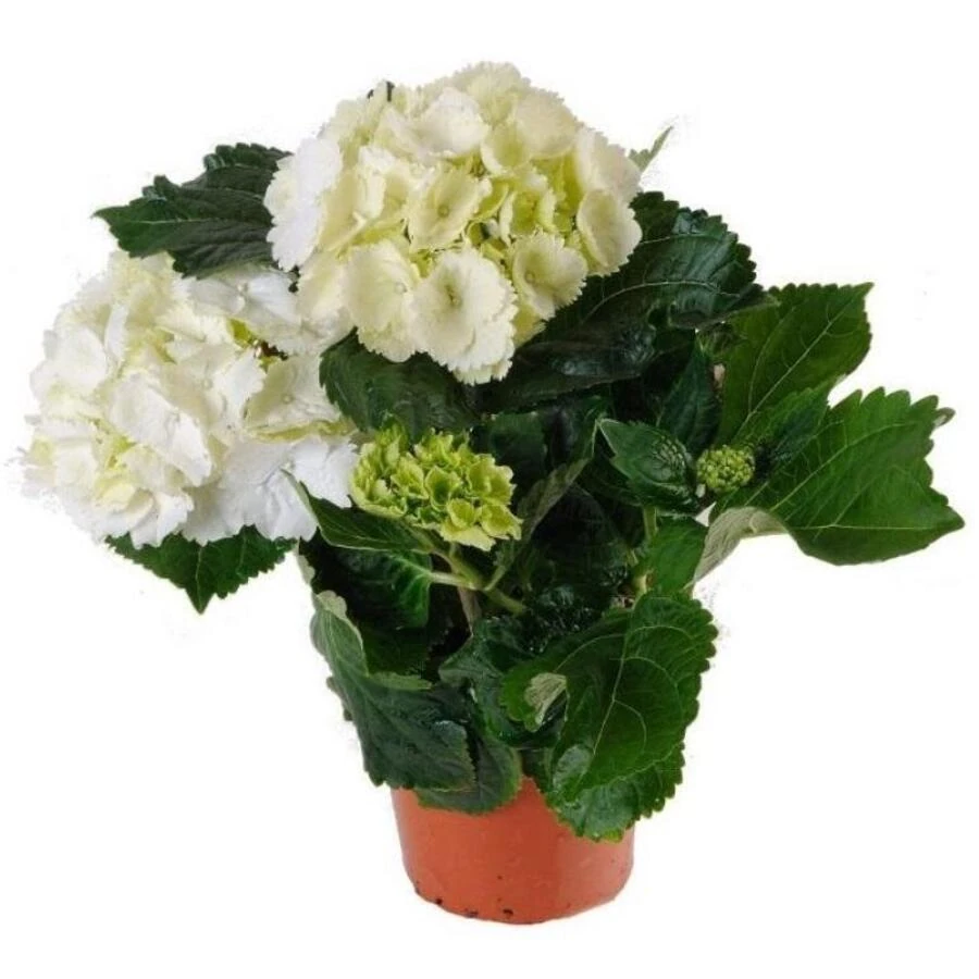 Гортензия крупнолистная Вайт Hydrangea Ma White