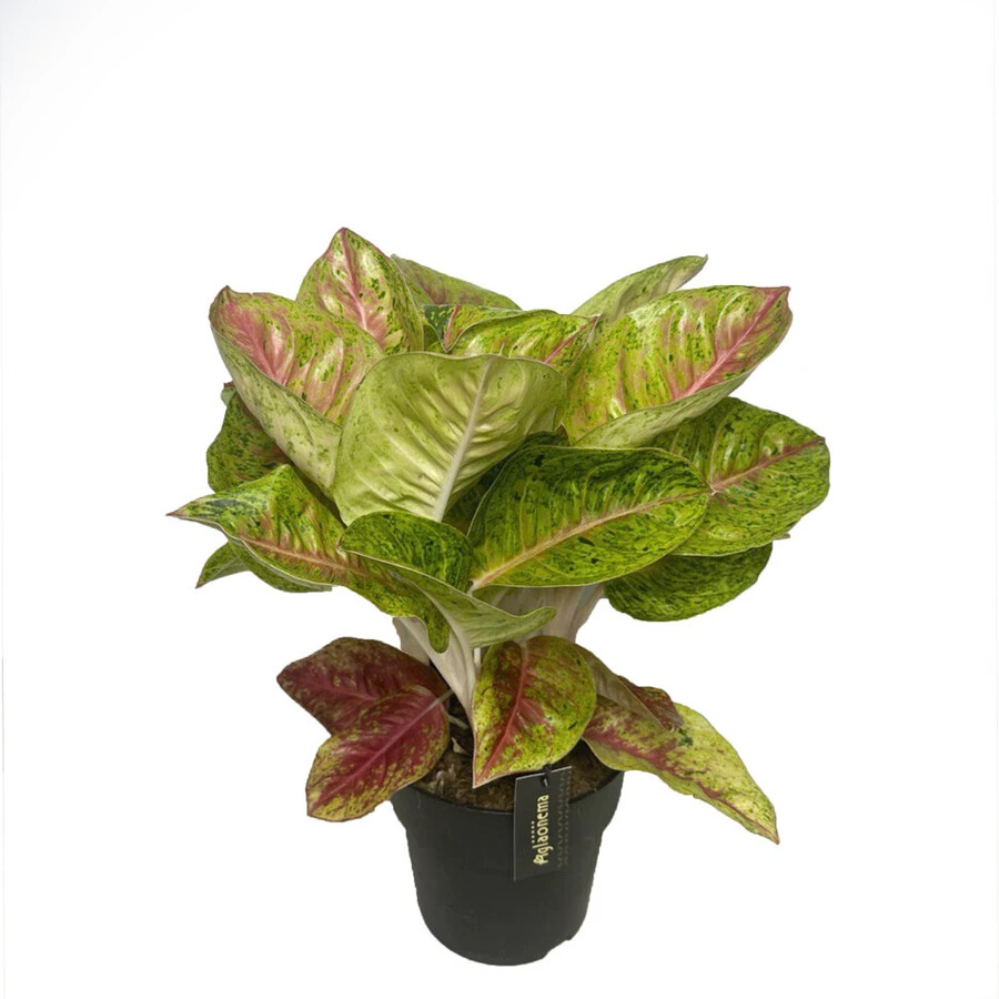 Аглаонема Гранд Пуппи Aglaonema Grand Poppy
