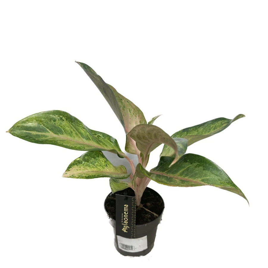 Аглаонема Гуава Пинк Aglaonema Guava Pink