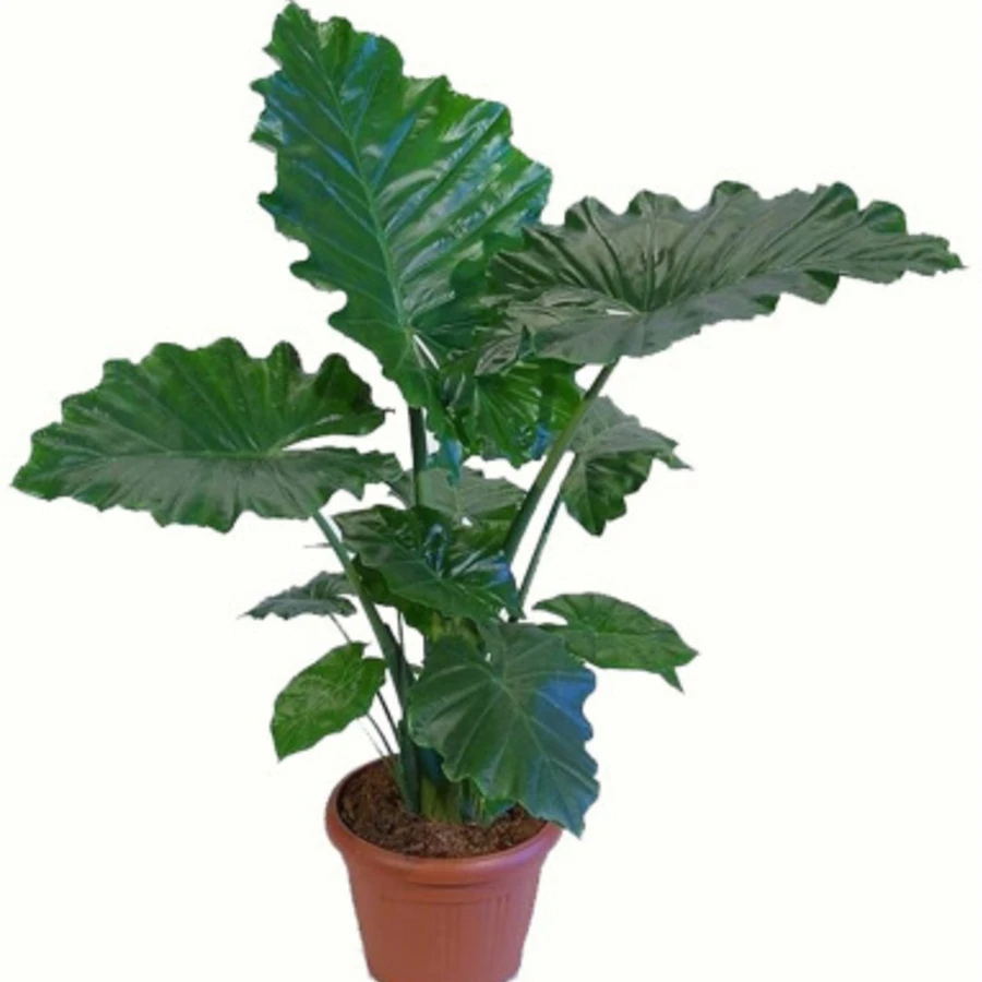 Алоказия Портодора Alocasia Portodora
