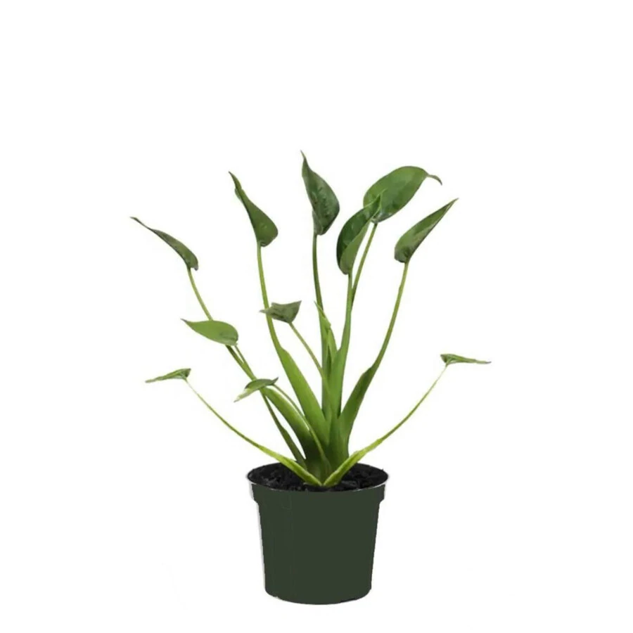 Алоказия Тини Дансер Alocasia Tiny Dancer
