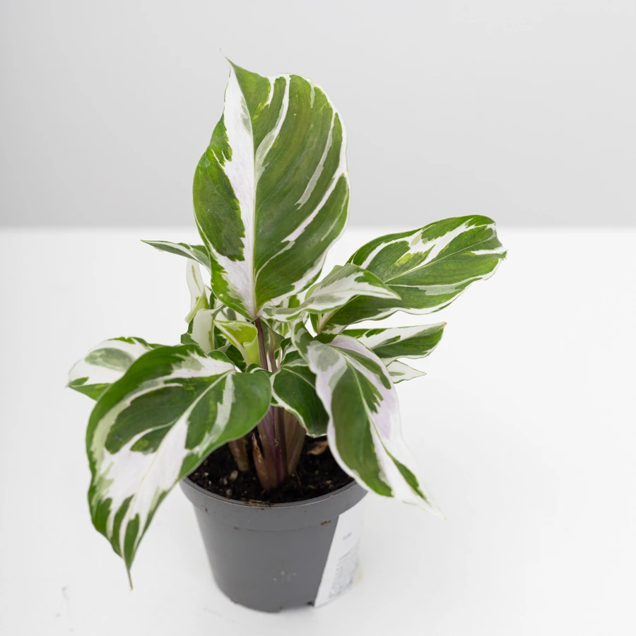 Калатея Вайт Миракл