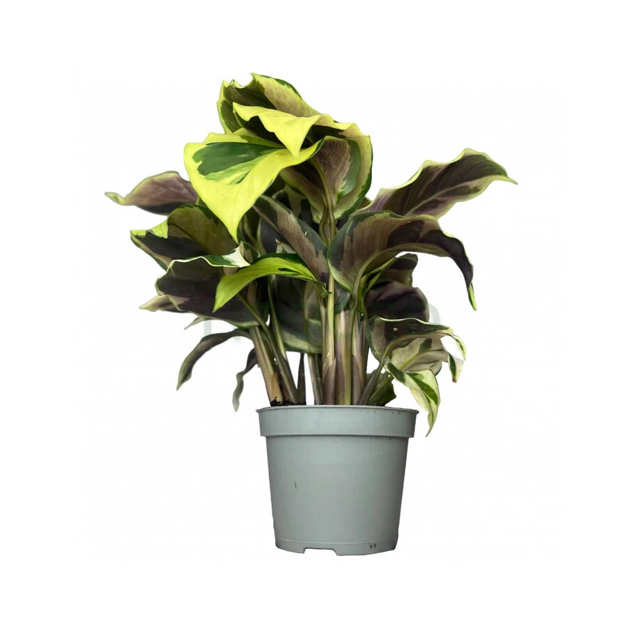 Калатея Еллоу Миракл