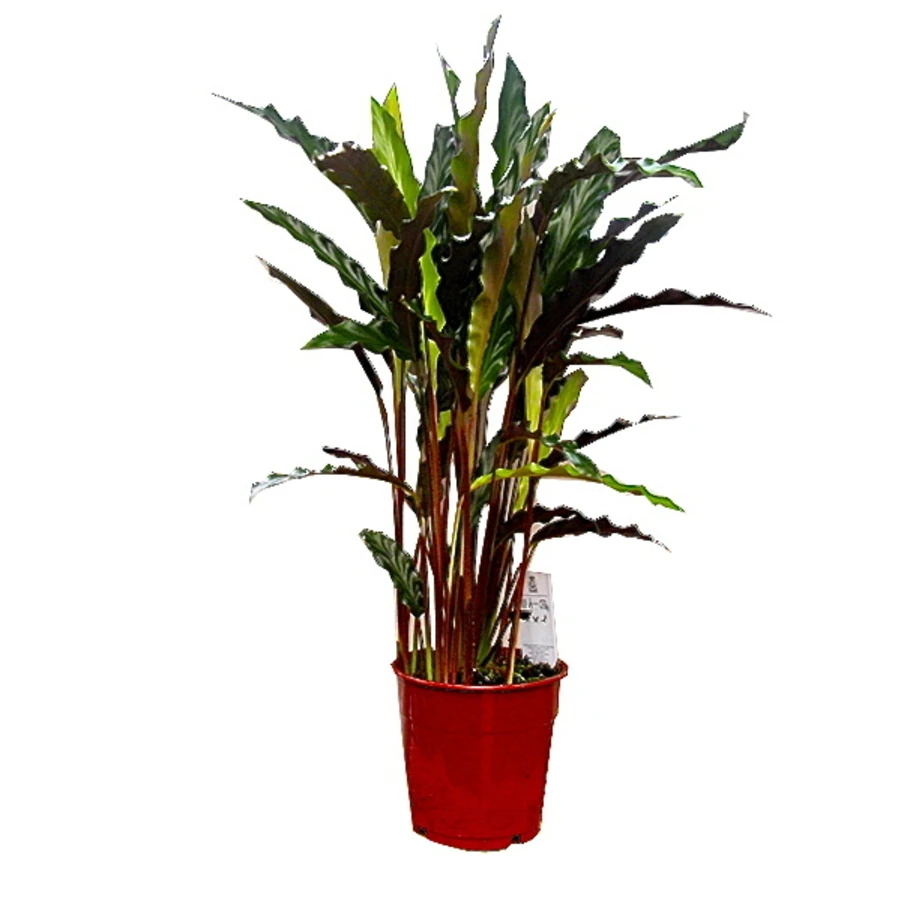 Калатея Конфьюжн