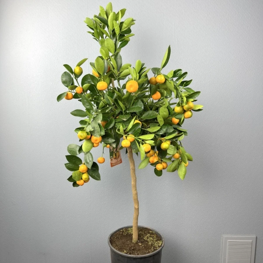 Цитрофортунелла Каламондин штамб