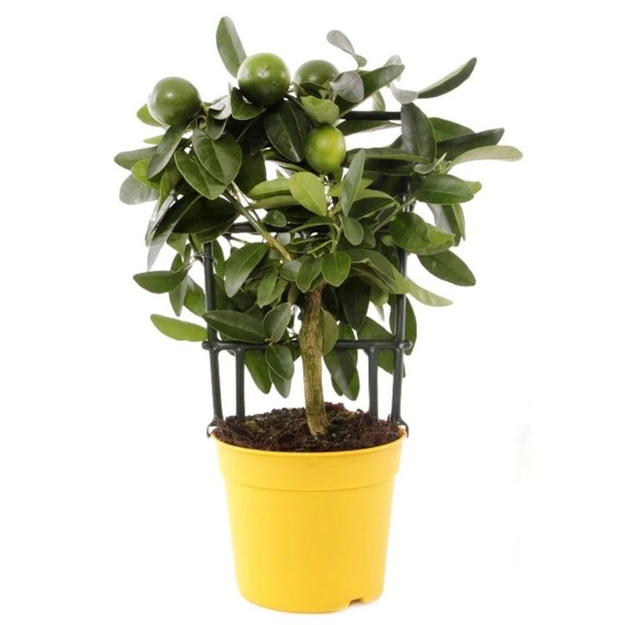 Цитрофортунелла Лаймкват на решетке