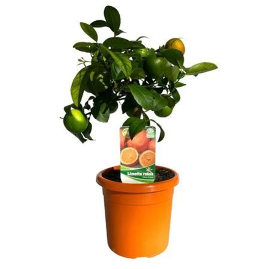 Цитрофортунелла Лиметта Росса штамб