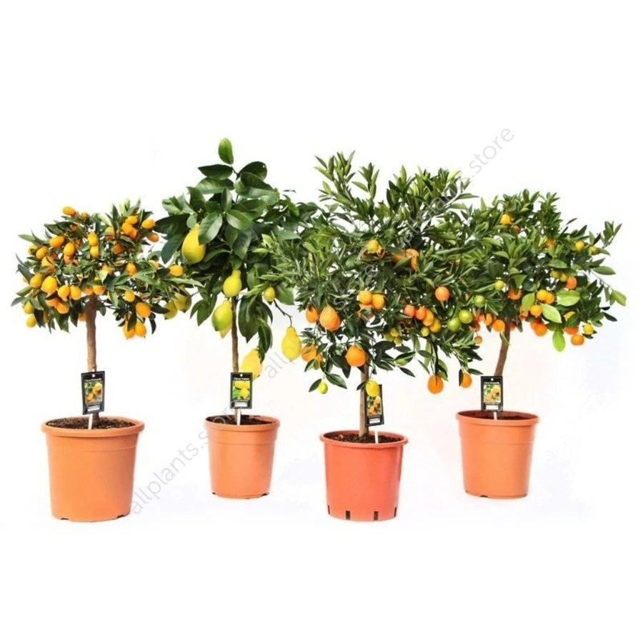 Цитрофортунелла микс