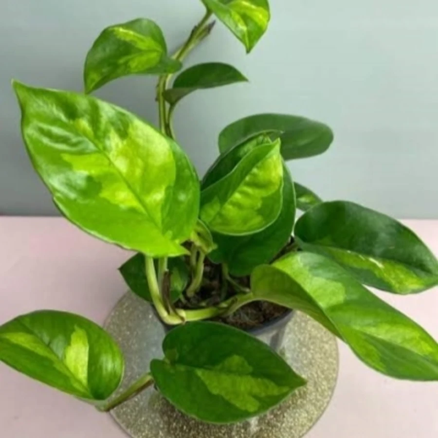 Эпипремнум Глобал Грин