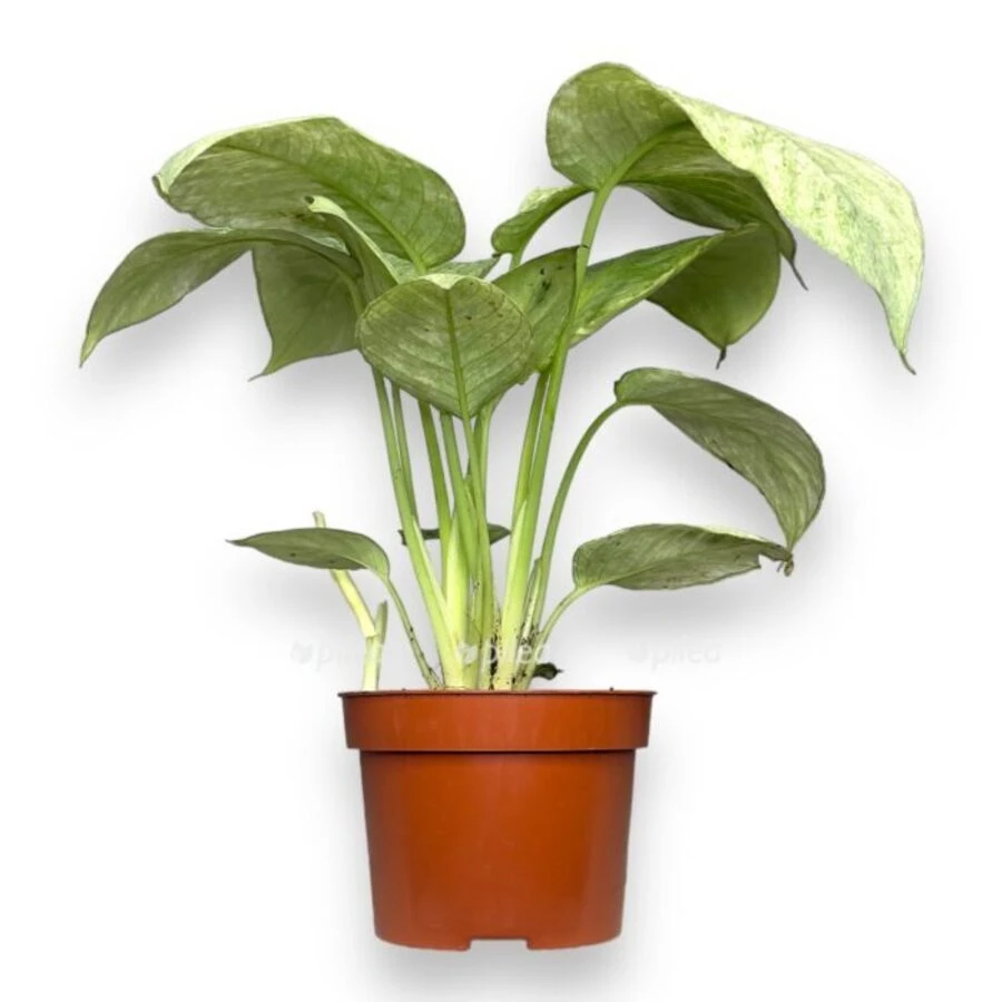 Шизматоглоттис Лонгиспата Вариегата