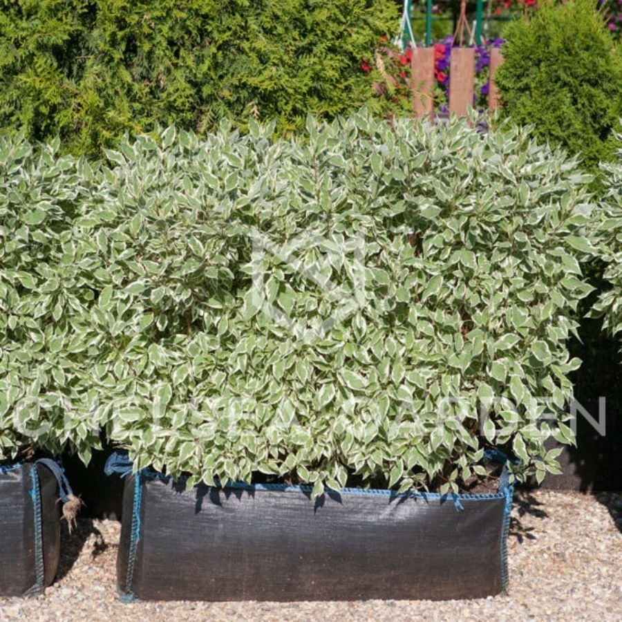 Дерен белый "Elegantissima" Cornus alba 'Elegantissima