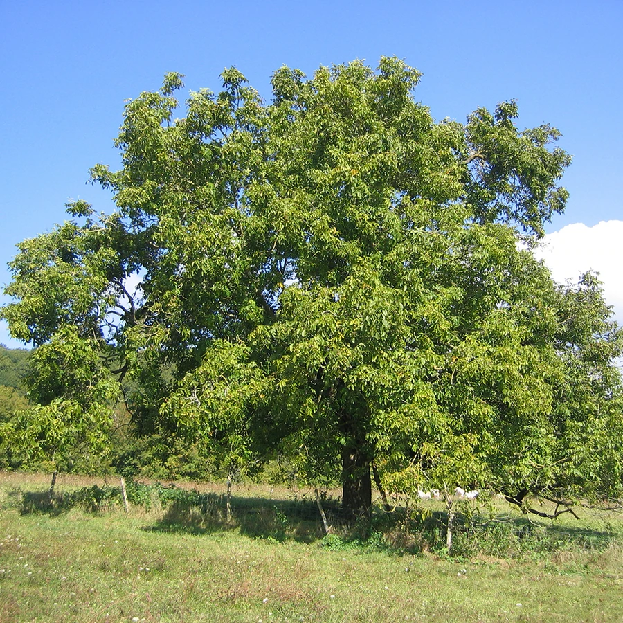 Орех грецкий