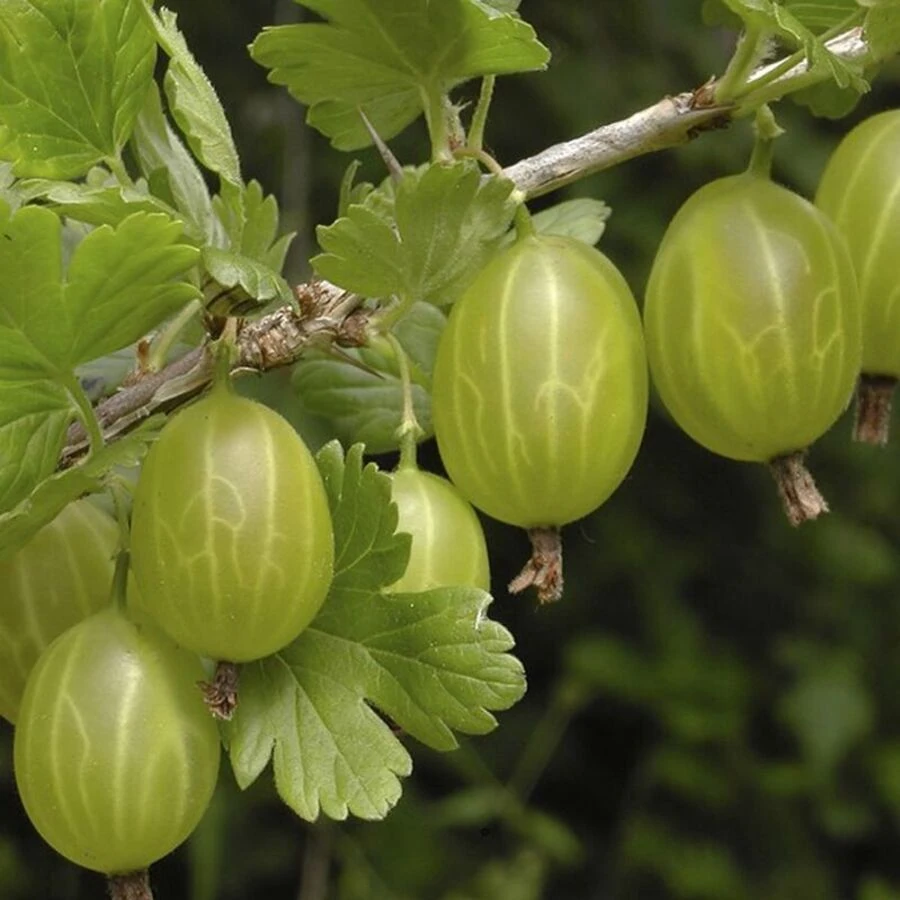 Крыжовник "Хиннонмаки"