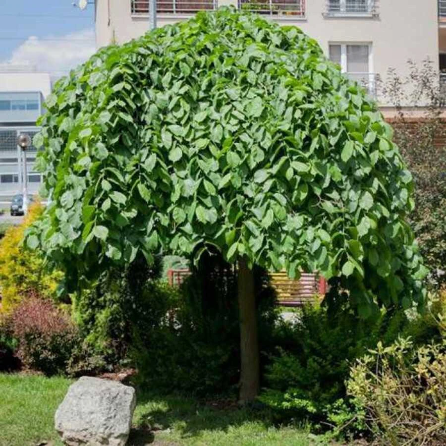 Вяз шершавый 'Pendula' штамб