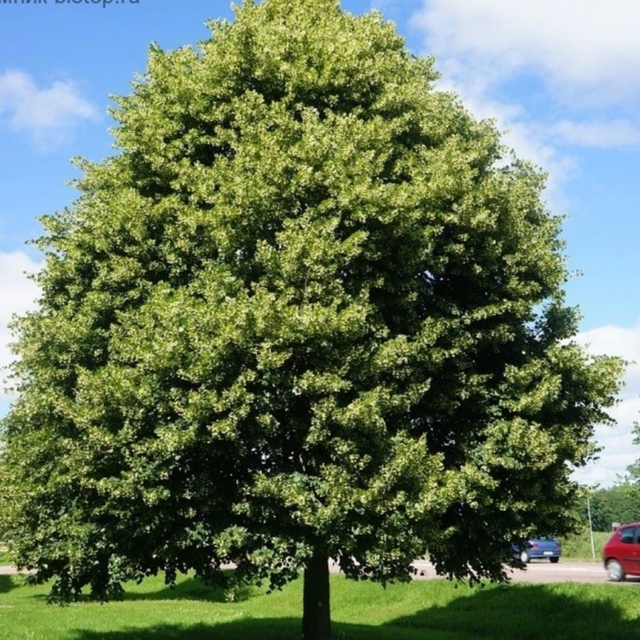 Липа крупнолистная