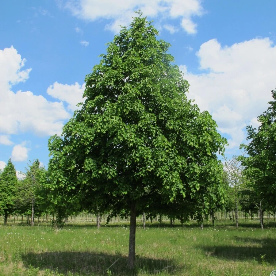 Липа сердцелистная "Greenspire"