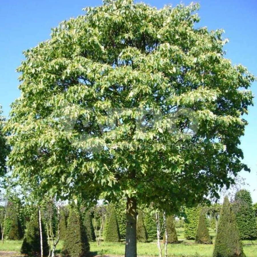Липа сердцелистная