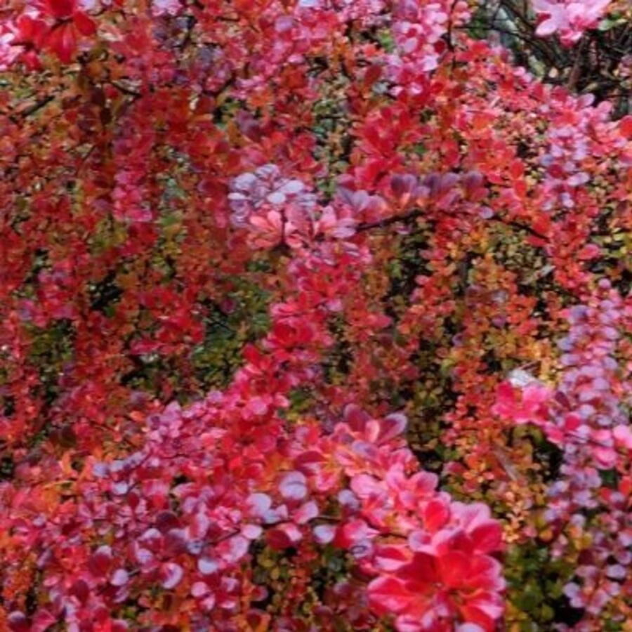 Барбарис Тунберга "Atropurpurea"
